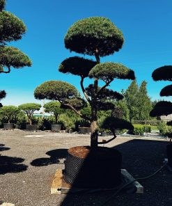 Pušis Paprastoji Niwaki Bonsai 400-500 cm - Image 3
