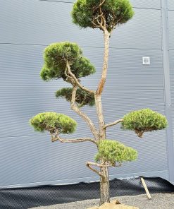 Alternative view of Pušis Paprastoji Niwaki Bonsai 350-450 cm