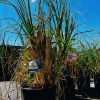 Kortadelia Tiny Pampa 20-120 cm – A0386