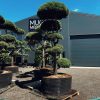 Pušis Paprastoji Niwaki Bonsai 350-450 cm – A0399