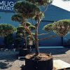 Pušis Paprastoji Niwaki Bonsai 350-450 cm – A0398