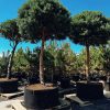 Pušis Juodoji Bonsai 250-400 cm – A0346