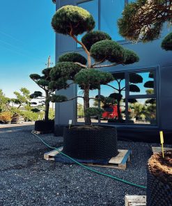 Alternative view of Pušis Paprastoji Niwaki Bonsai 350-450 cm