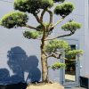 Pušis Paprastoji Niwaki Bonsai 350-450 cm – A0399