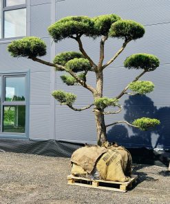 Alternative view of Pušis Paprastoji Niwaki Bonsai 350-450 cm