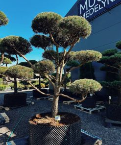 Pušis Paprastoji Niwaki Bonsai 350-450 cm - Image 3