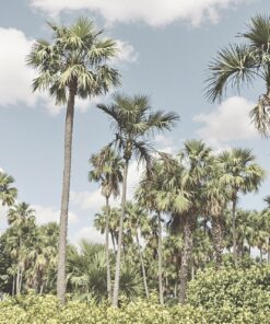 Palmės