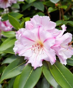 Rododendrai
