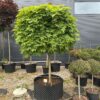 Klevas Paprastasis Skiepytas Globosum 280-320 cm – A0045
