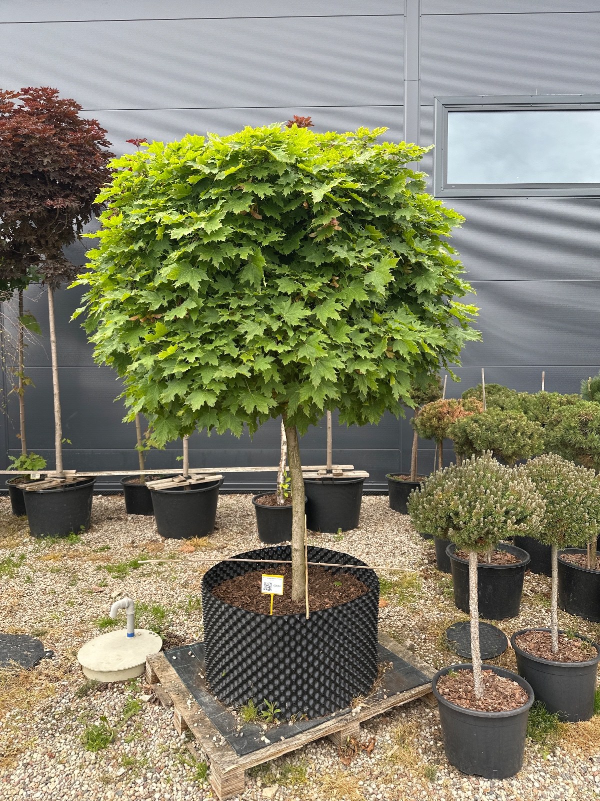 Klevas Paprastasis Skiepytas Globosum 200-220 cm