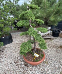Kadagys Hornibrookii Bonsai 100-130 cm
