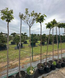 Katalpa Paprastoji Biginoides 180-220 cm