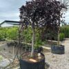 Bukas Paprastasis 80-100 cm – A0562