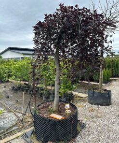 Paprastasis bukas  Fagus sylvatica 220-250 cm