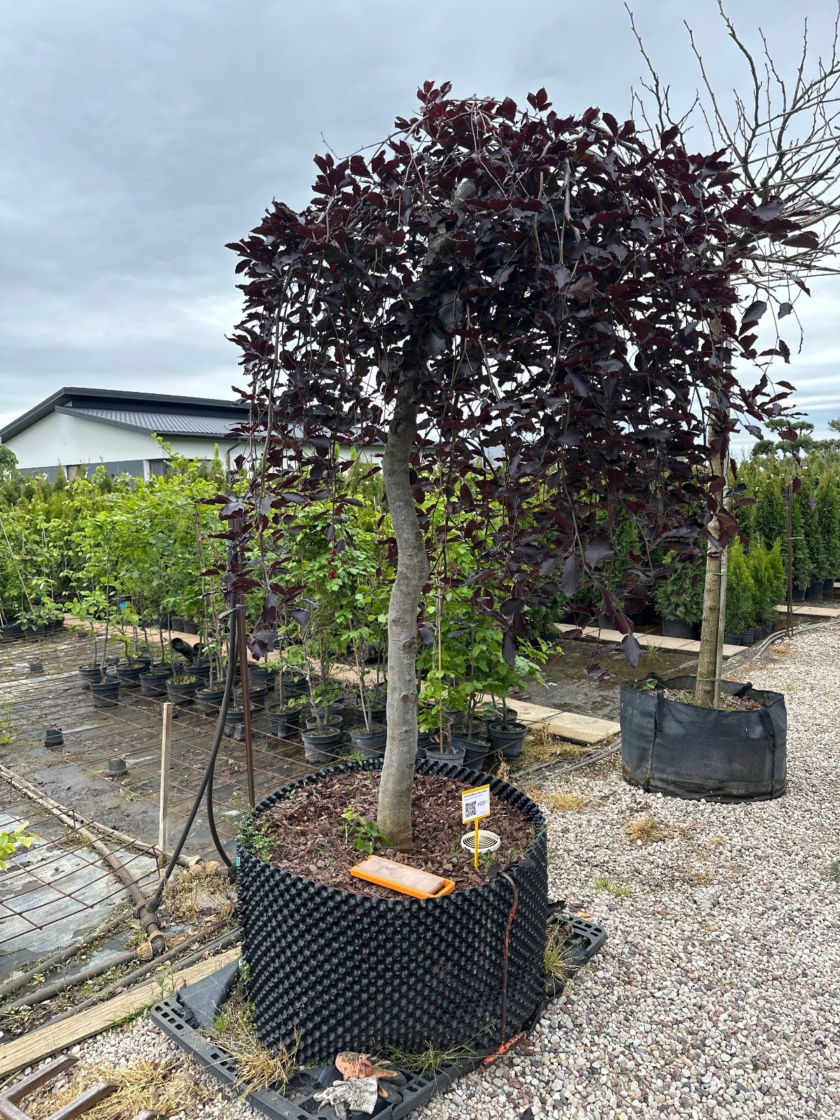 Paprastasis bukas Fagus sylvatica 220-250 cm