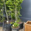 Magnolija 250-350 cm – A0429