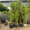 Paprastasis Skroblas 140-160 cm – A0322