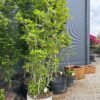 Magnolia George Henry Kern 100-150 cm – A0421