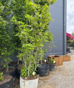 Magnolija 250-350 cm