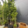 Magnolija 250-350 cm – A0429