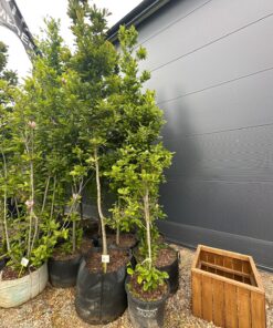 Magnolija 250-350 cm