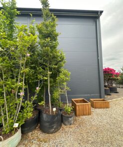 Alternative view of Magnolija 250-350 cm