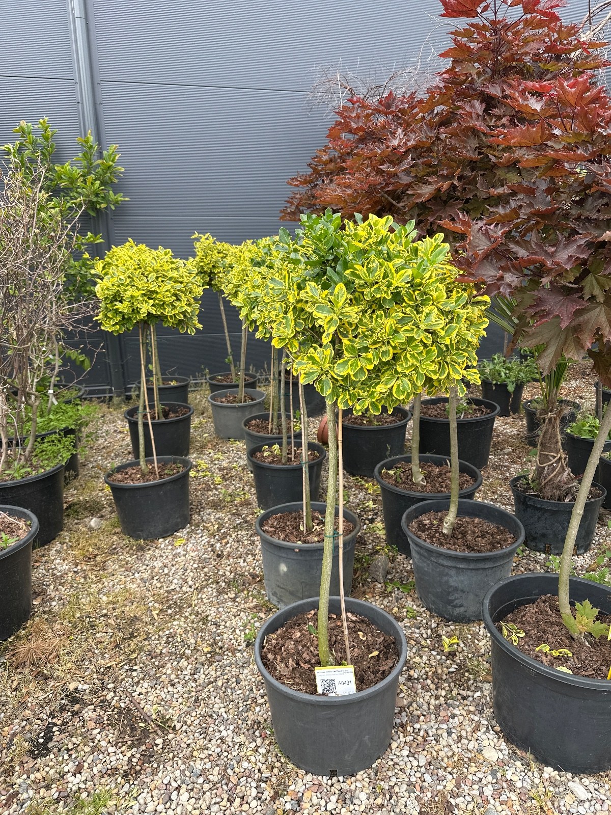 Ožekšnis fortūno EMERALD GOLD Pa 100-120 100-130 cm