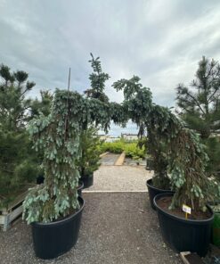 Eglė Dygioji Picea Pungens 175-200 cm