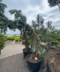 Alternative view of Eglė Dygioji Picea Pungens 175-200 cm