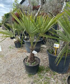 Palmė Trachycarpus 120-150 cm