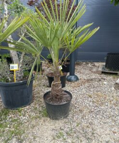 Alternative view of Palmė Trachycarpus 120-150 cm