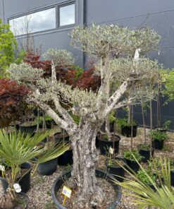 Alyvmedis Bonsai 150-190 cm