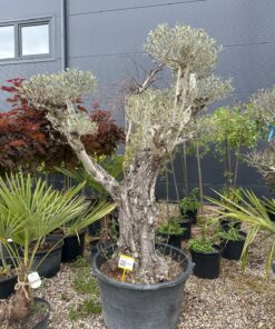 Alternative view of Alyvmedis Bonsai 150-190 cm