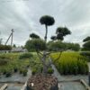 Pušis Juodoji Bonsai 300-400 cm – A0455