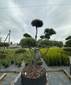 Pušis Juodoji Bonsai 300-400 cm