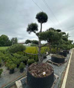 Alternative view of Pušis Juodoji Bonsai 300-400 cm