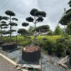 Pušis Juodoji Bonsai 300-400 cm – A0455