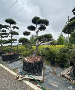 Pušis Juodoji Bonsai 300-400 cm