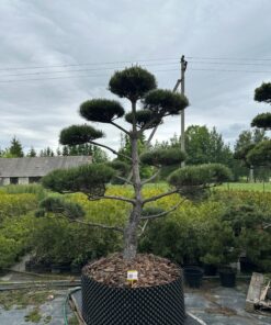 Pušis Juodoji Bonsai 300-400 cm - Image 2