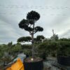 Pušis Juodoji Bonsai 300-400 cm – A0456