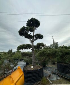 Pušis Juodoji Bonsai 300-400 cm