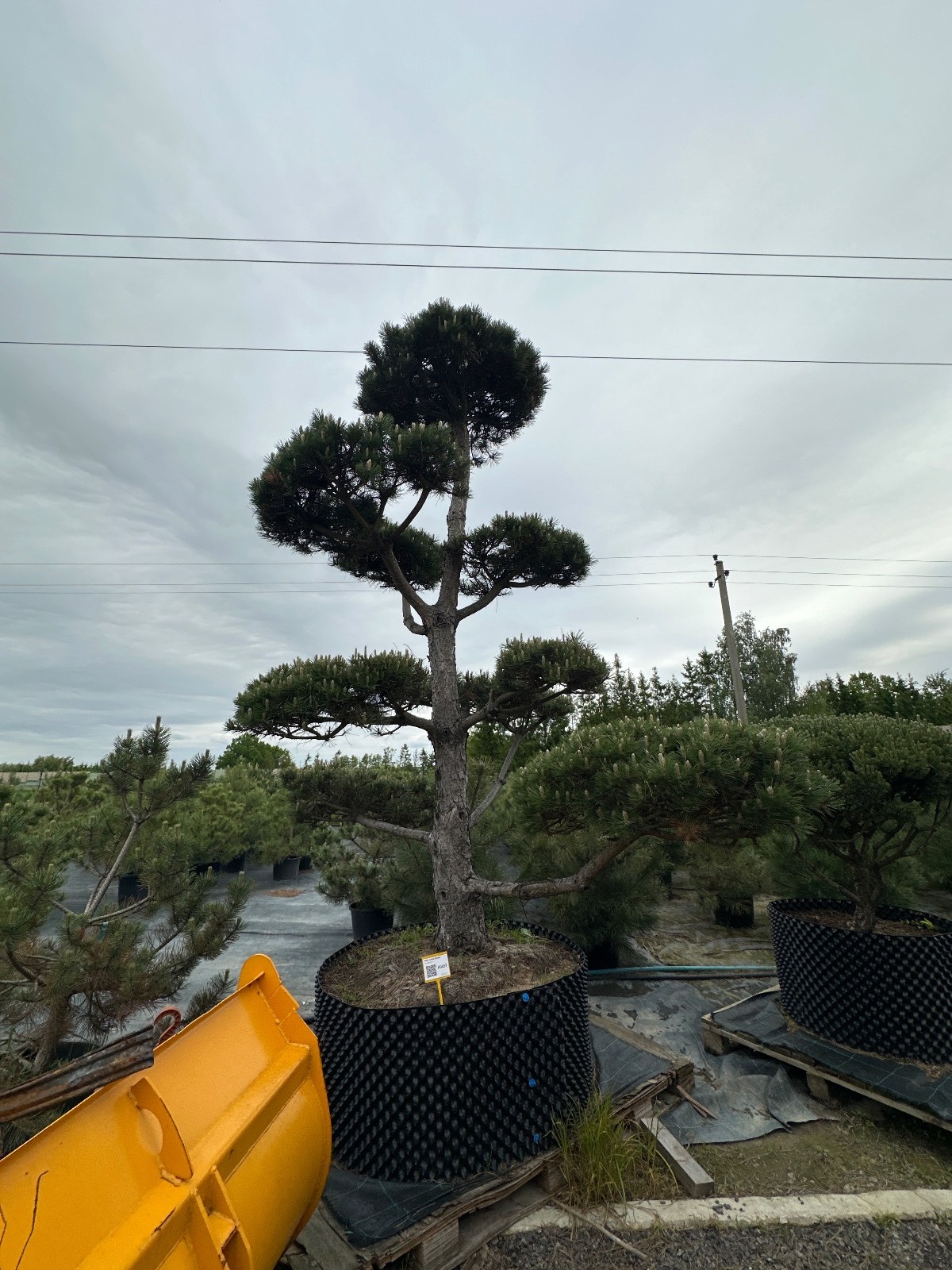 Pušis Juodoji Bonsai 300-400 cm