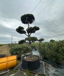 Pušis Juodoji Bonsai 300-400 cm - Image 2