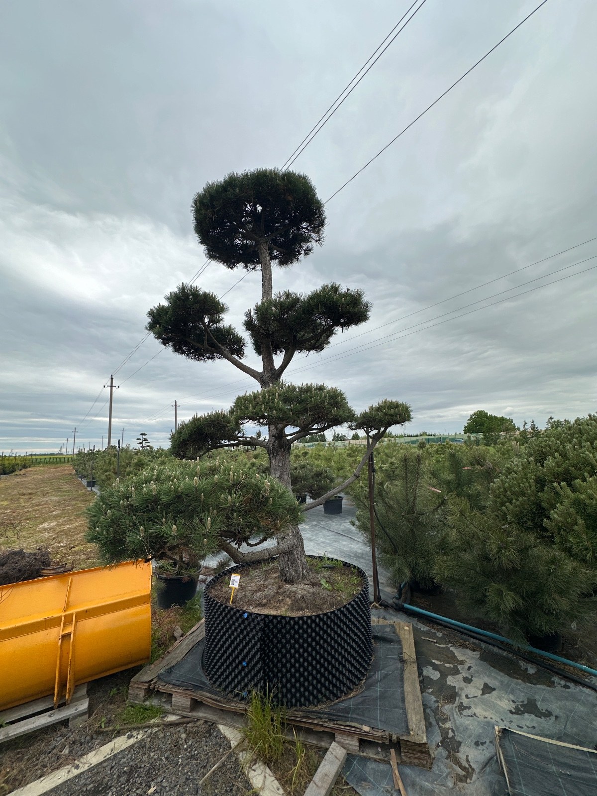 Pušis Juodoji Bonsai 300-400 cm - Image 2