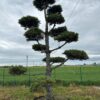 Pušis Juodoji Bonsai 300-400 cm – A0457