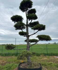 Pušis Juodoji Bonsai 300-400 cm