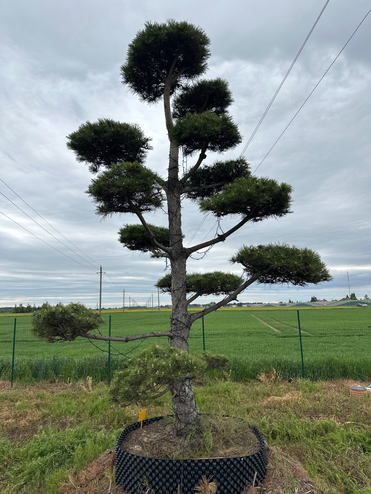 Pušis Juodoji Bonsai 300-400 cm