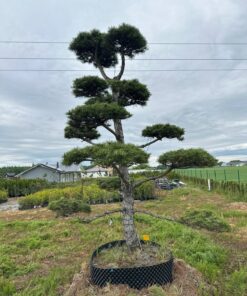 Alternative view of Pušis Juodoji Bonsai 300-400 cm