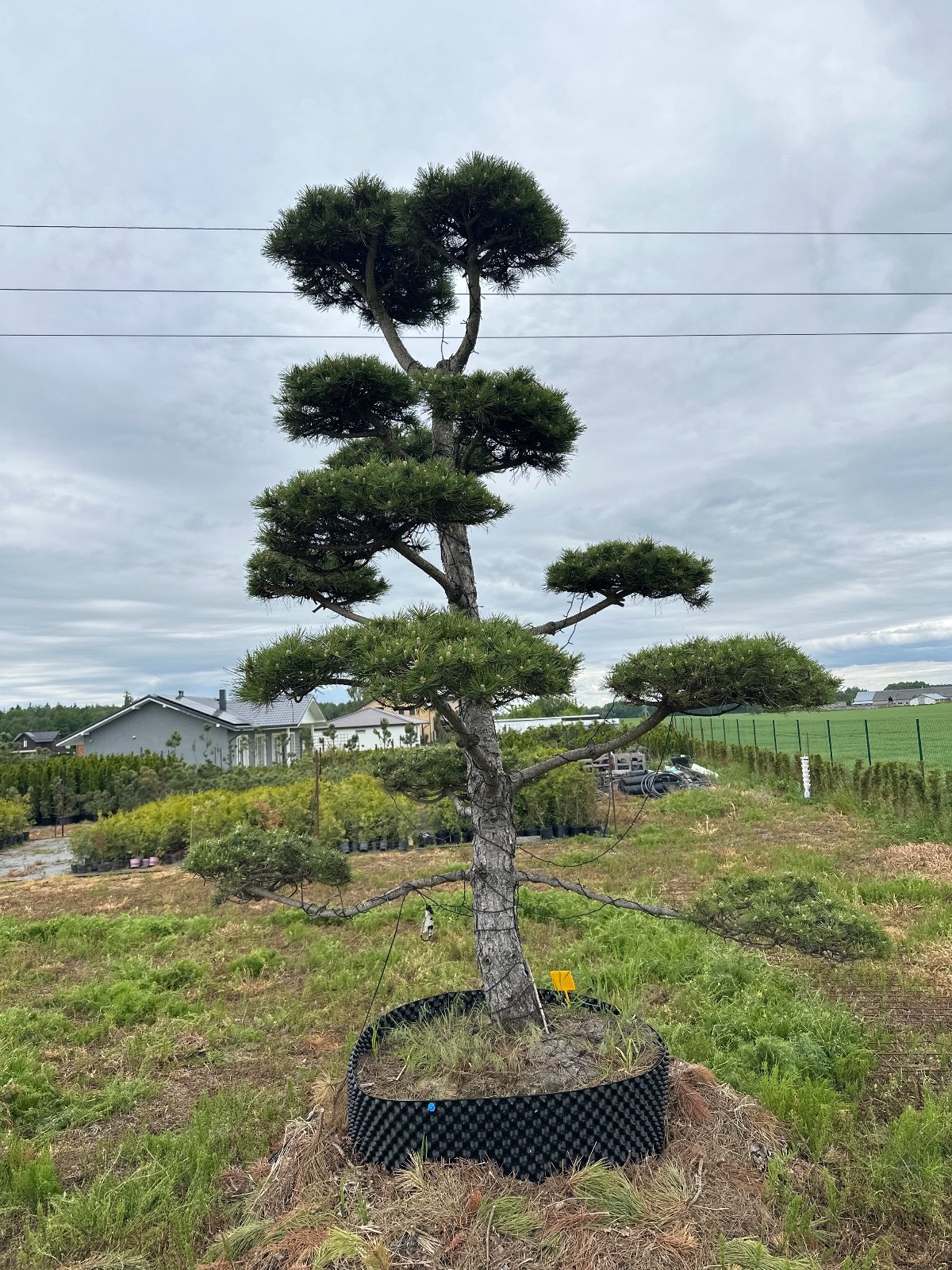 Pušis Juodoji Bonsai 300-400 cm - Image 2