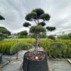 Pušis Juodoji Bonsai 300-400 cm – A0458